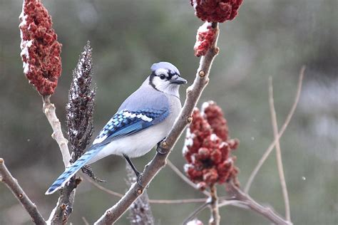 Do The Great Backyard Bird Count News Sports Jobs Times Observer