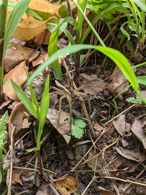 イオウイロハシリグモ Dolomedes sulfureus Picture Insect