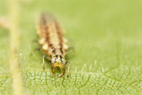 4 Ways to Attract Lacewings to Your Garden (& Why You Need Them)