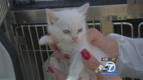 Nearly Two Dozen Cats Rescued At Santa Ana Home Of Accused Hoarder Abc7 Los Angeles