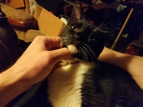 Gizmo. My tooth is costing so much, it's depressing. : r/IsCrashAlive