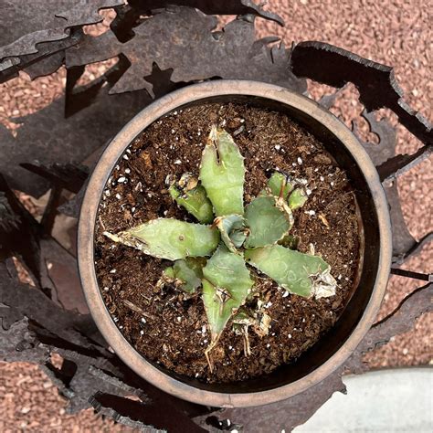 Why Are The Leaves On My Agave Applanata Turning Yellow 🟡