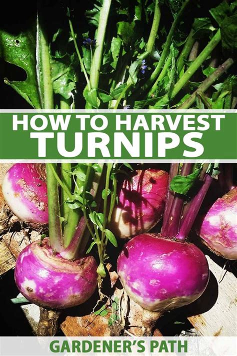 When And How To Harvest Turnips Gardeners Path