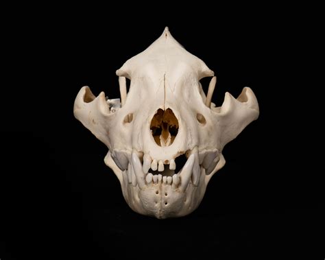 Brown Hyena Skull Bleach Splitting Image Taxidermy