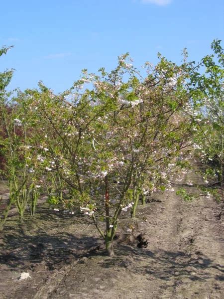 Prunus Serrulata Sh Getsu Rosaceae Van Den Berk Nurseries