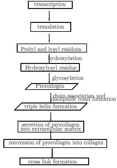 Protein Synthesis Flow Chart