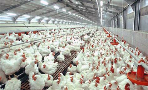 Kebutuhan dan Permodalan Ternak Ayam Broiler Bagi Pemula