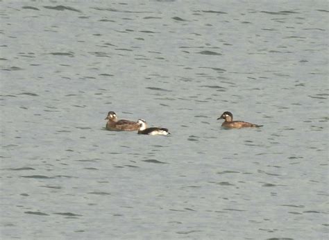 Monday Th December Cornwall Birds Cbwps