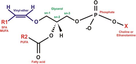 Structure of plasmalogen. R1: saturated fatty acid (SFA),... | Download ...