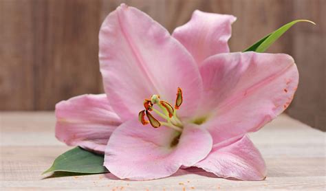 flower with pistil 7