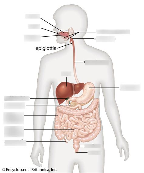 Digestive System Bio Quiz Diagram Quizlet