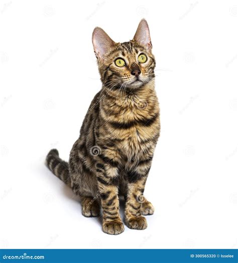 Bengal Cat Sitting And Looking Up Isolated On White Stock Photo