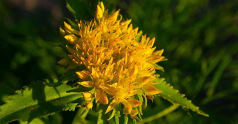 Rhodiola Benefits Side Effects And Uses Psych Central