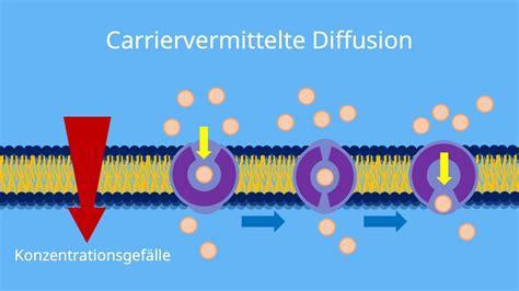 Diffusion einfach erklärt mit Video