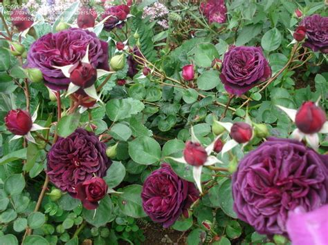 Роза Травиата Фото И Описание Отзывы – Telegraph