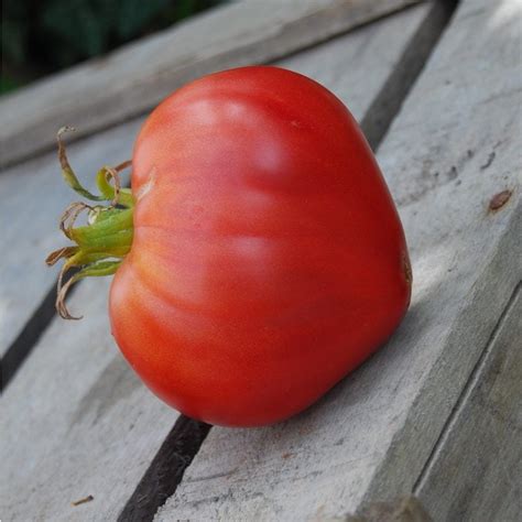 Semences Tomate Coeur Bio 50 Graines Ferme De Sainte Marthe