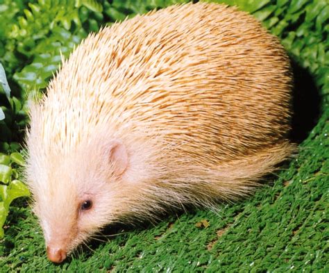 Hedgehogs Online : an albino hedgehog