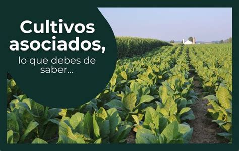 Cultivos Asociados Lo Que Debes De Saber Secretar A De Agricultura