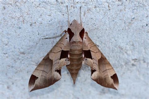 21 Types Of Moths In Florida With Pictures