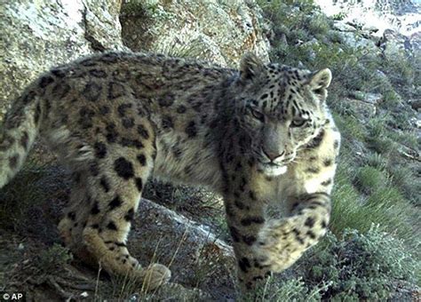 Why Are Snow Leopards Endangered Erickrosshannon