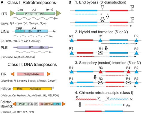 Eukaryotic Gene Structure Diagram