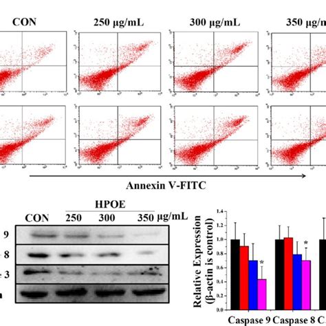 Hpoe Promotes Hct Cells Apoptosis In A Dose Dependent Manner A