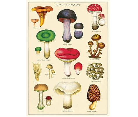 Worldwide Shipping Online Sale Price Comparison Vintage Mushroom Poster Prints Mycology And Fungi