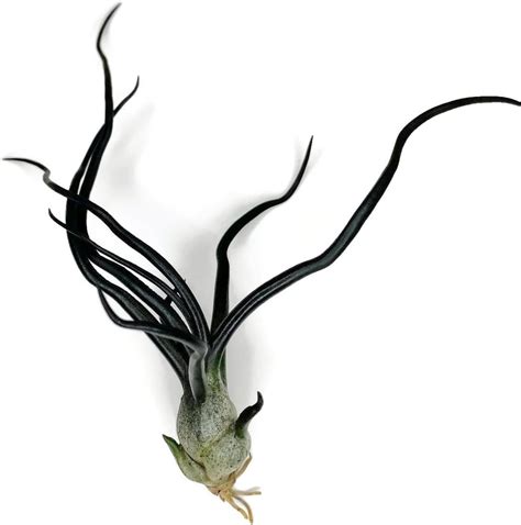 Amazon Bulbosa Air Plant Guatemala Tillandsia Live Airplant