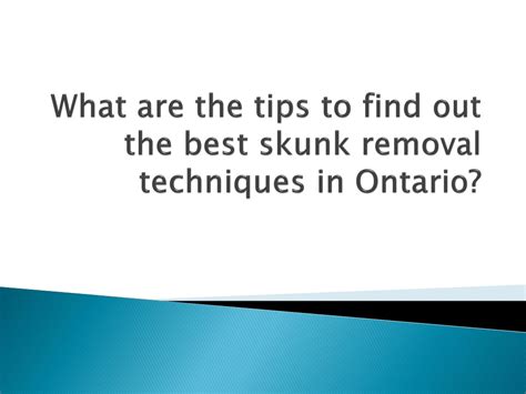 PPT - What are the tips to find out the best skunk removal techniques ...