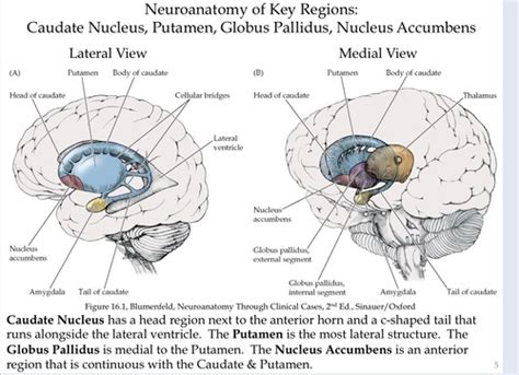 Basal nuclei circuitry and function Flashcards | Quizlet