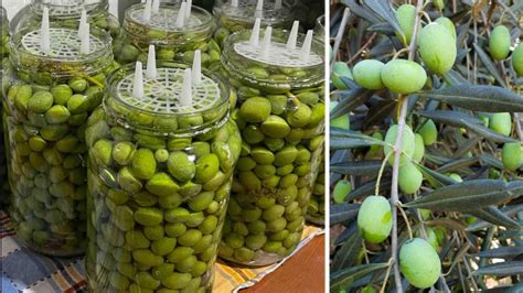 Come Preparare Le Olive Verdi In Salamoia Fatte In Casa Ricetta Di