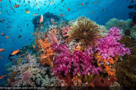 An Underwater Photographers Guide To Raja Ampat