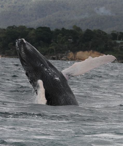 Pico Whales and Dolphins: Whale Watching at Pico Island