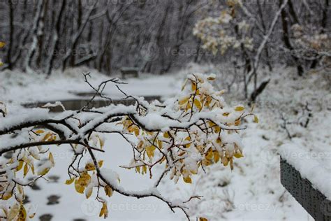 Walk through Asbyrgisskogur, the snowy forest inside Asbyrgi Canyon ...