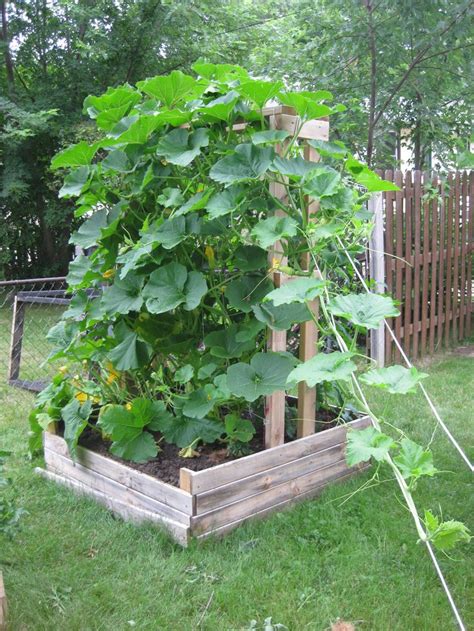 Pumpkin Trellis Google Search Pumpkin Garden Growing Pumpkins