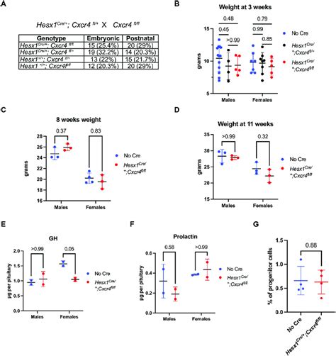 Phenotypic Characterisation Of Postnatal Hesx1 Cre Cxcr4 Flfl