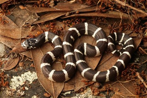 10 Beautiful California Kingsnake Morphs You Need To See