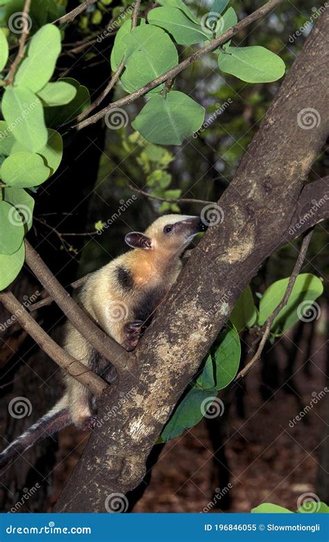 Anteatros Del Sur Tamandua Tetradactyla Adultos De Pie En Branche