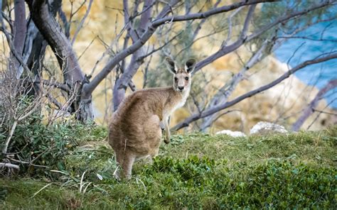 Of The Best Spring Off Road Drives In Australia To Enjoy