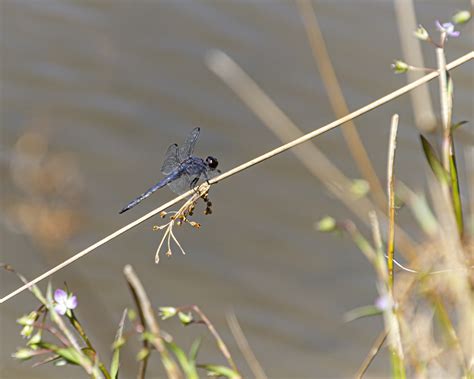 Remaining dragonflies | Mike Powell