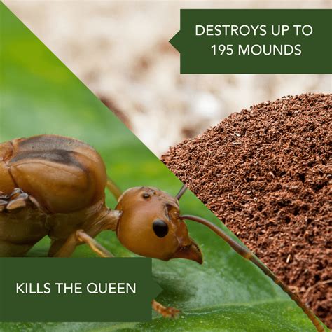 Bayer Fire Ant Killer Discount Stores Gt