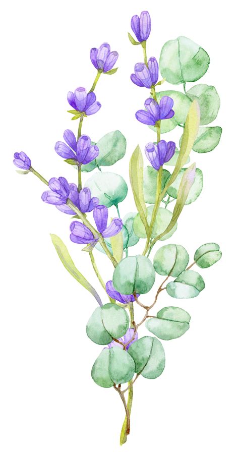 A Bouquet Of Green Eucalyptus Leaves And Lilac Lavender Watercolor