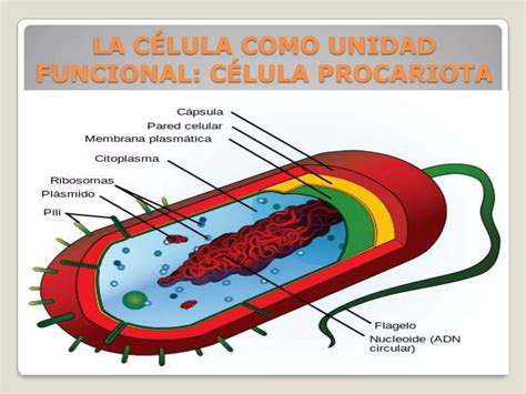 Organizaci N Estructura Y Actividad Celular Ppt