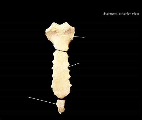 Sternum Diagram | Quizlet