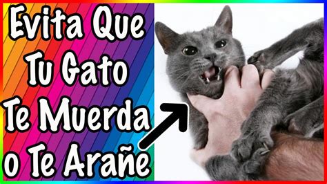 Como Acariciar Un Gato Para Que No Te Muerda Ni Ara E Siamcatchannel