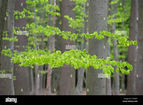 New Leaves On European Beech Common Beech Fagus Sylvatica Trees In Deciduous Forest In