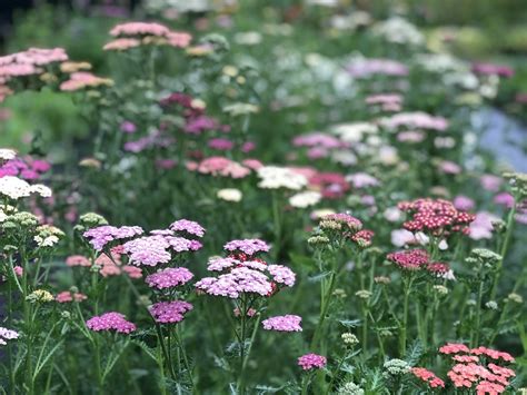 Achillea Millefolium Summer Berries Summer Berries Yarrow Sublime