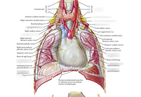 Phrenic And Vagus Nerve