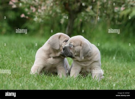 Dog Cane Corso / Italian Molosser two puppies sitting in a garden Stock ...