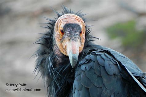 Le Condor De Californie Meet Wild Animals